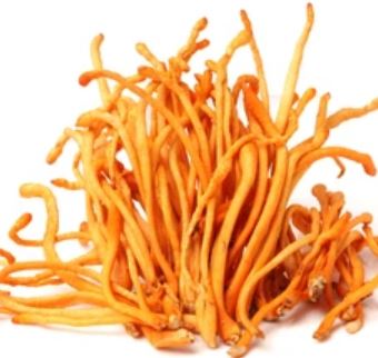 Cordyceps