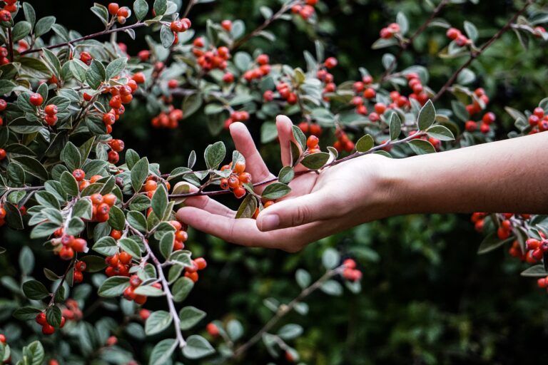 Elderberry Plus