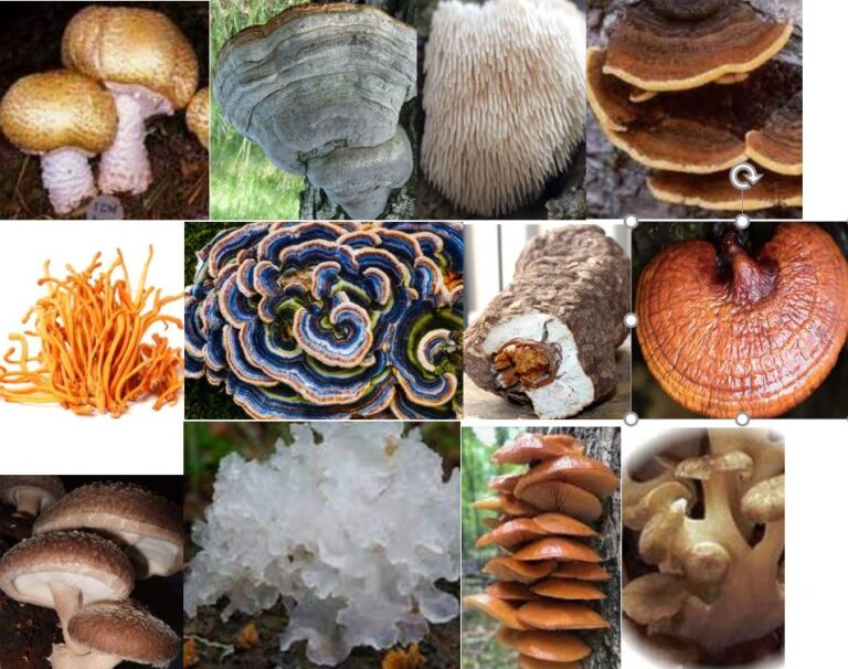 Mushrooms for Cellular Health