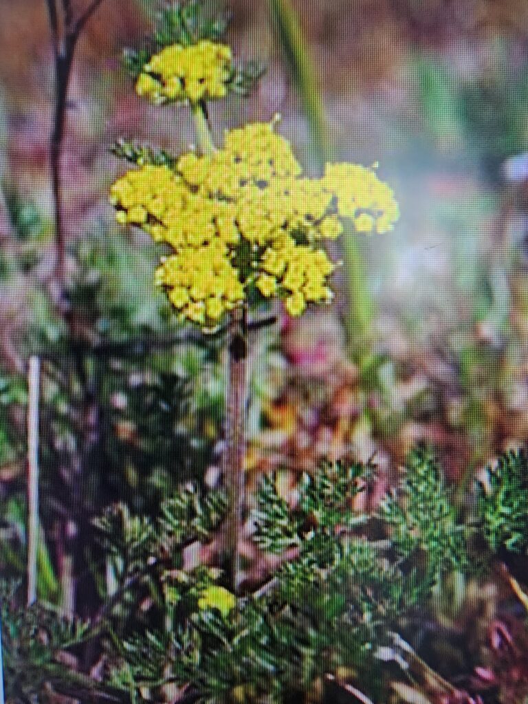 Lomatium