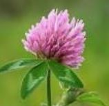 RED CLOVER