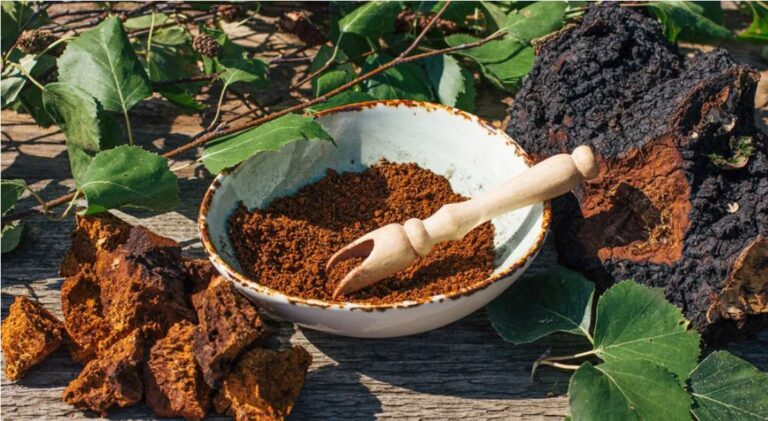 CHAGA MUSHROOMS